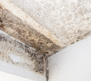 Damp and Mould the Proactive Approach