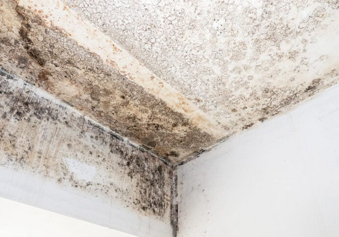 Damp and Mould the Proactive Approach