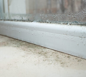 Damp and mould – Understanding the root causes