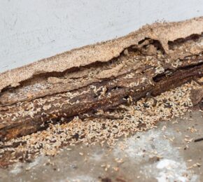 Termites Destroying Wood from the Ground